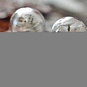 Dandelion Silver Earrings